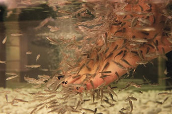 �Qui&eacute;n ha metido los pies antes que t&uacute;?